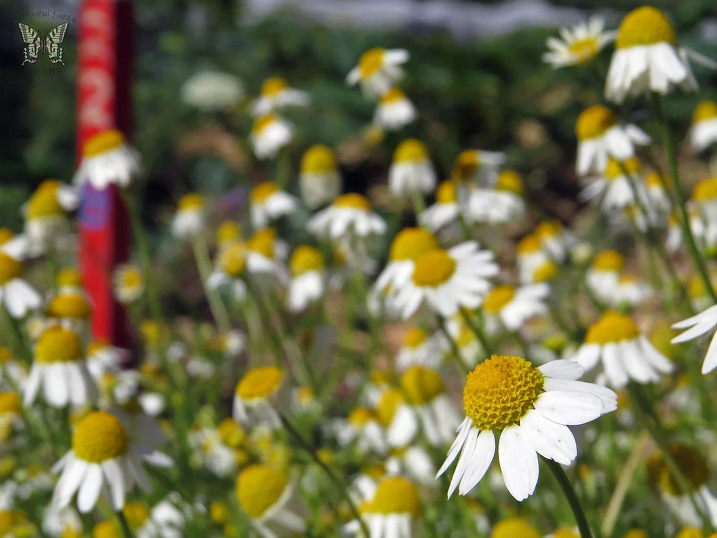 Chamomile Flower Tea, 50 g