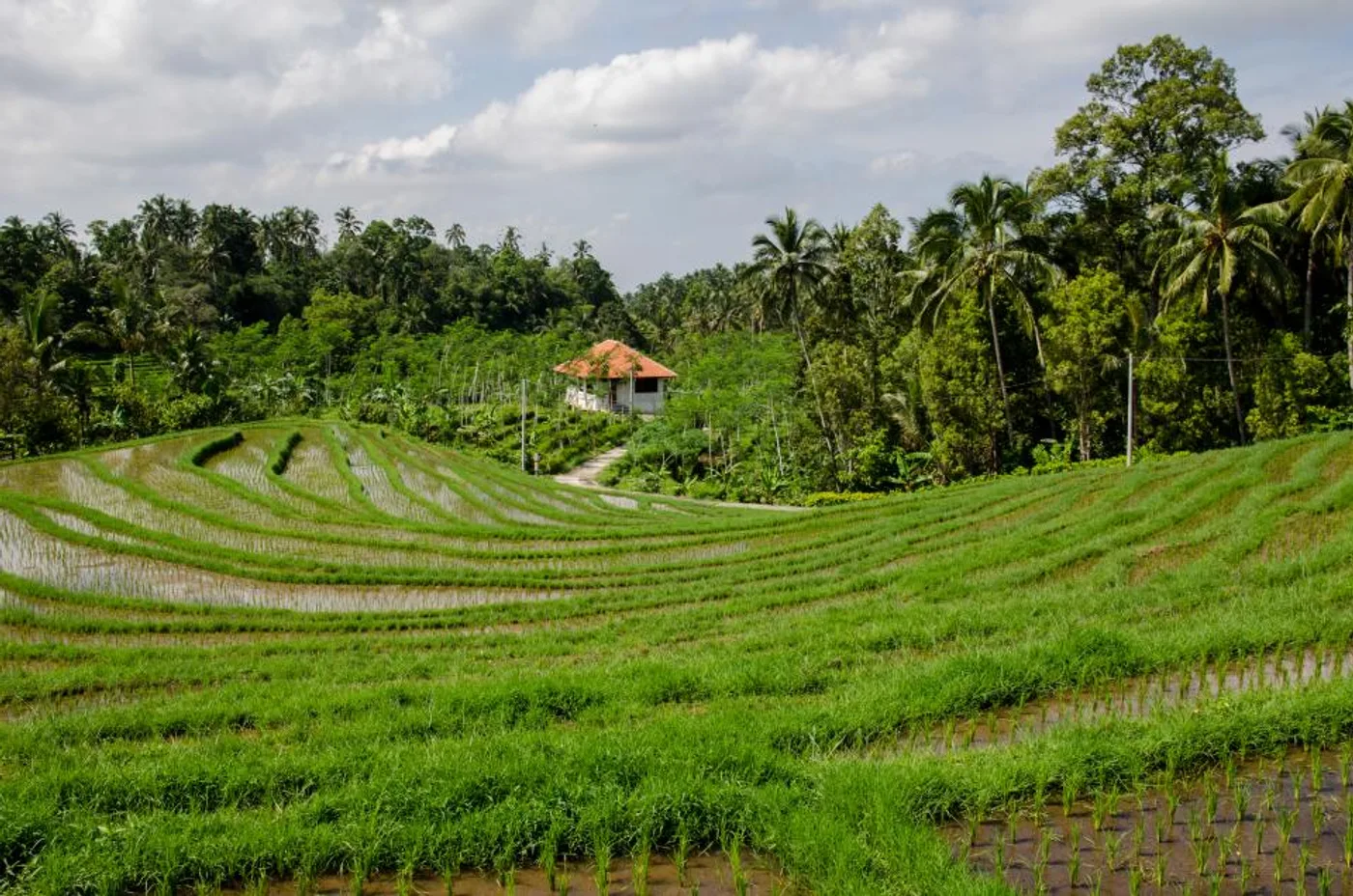 Aged Basmati Rice, 5 kg, another view
