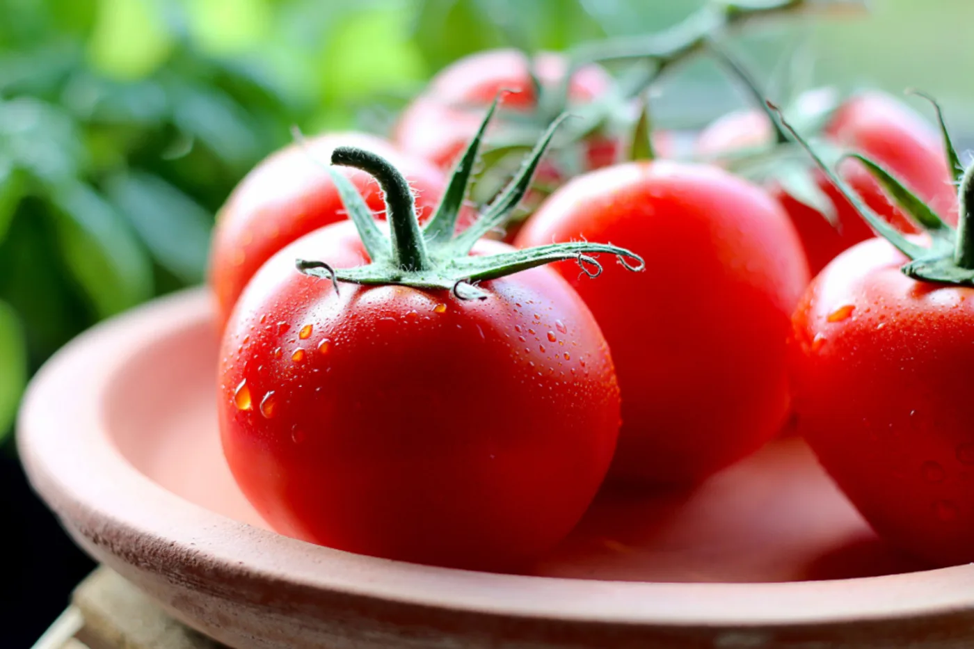 Desi Tomatoes, another view