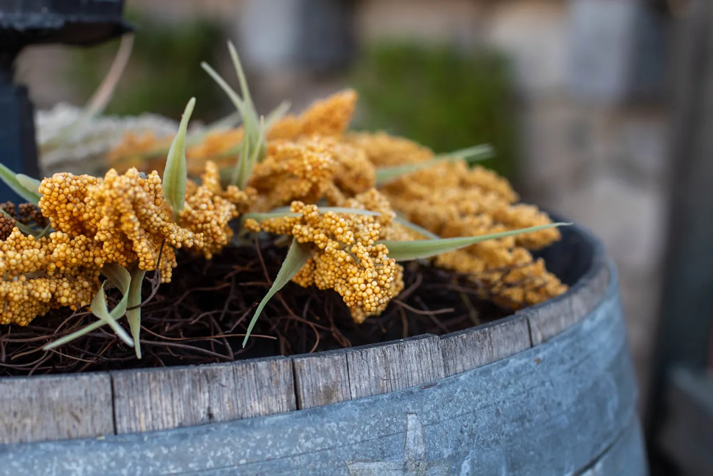 Foxtail Millet (Kangni)