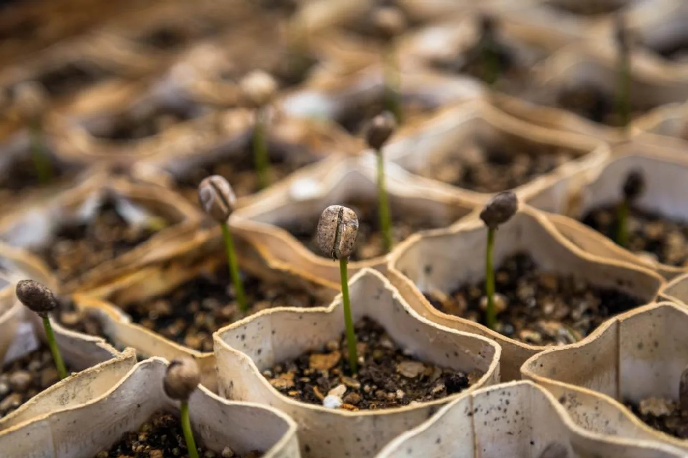 Heirloom Vegetable Seed Kit
