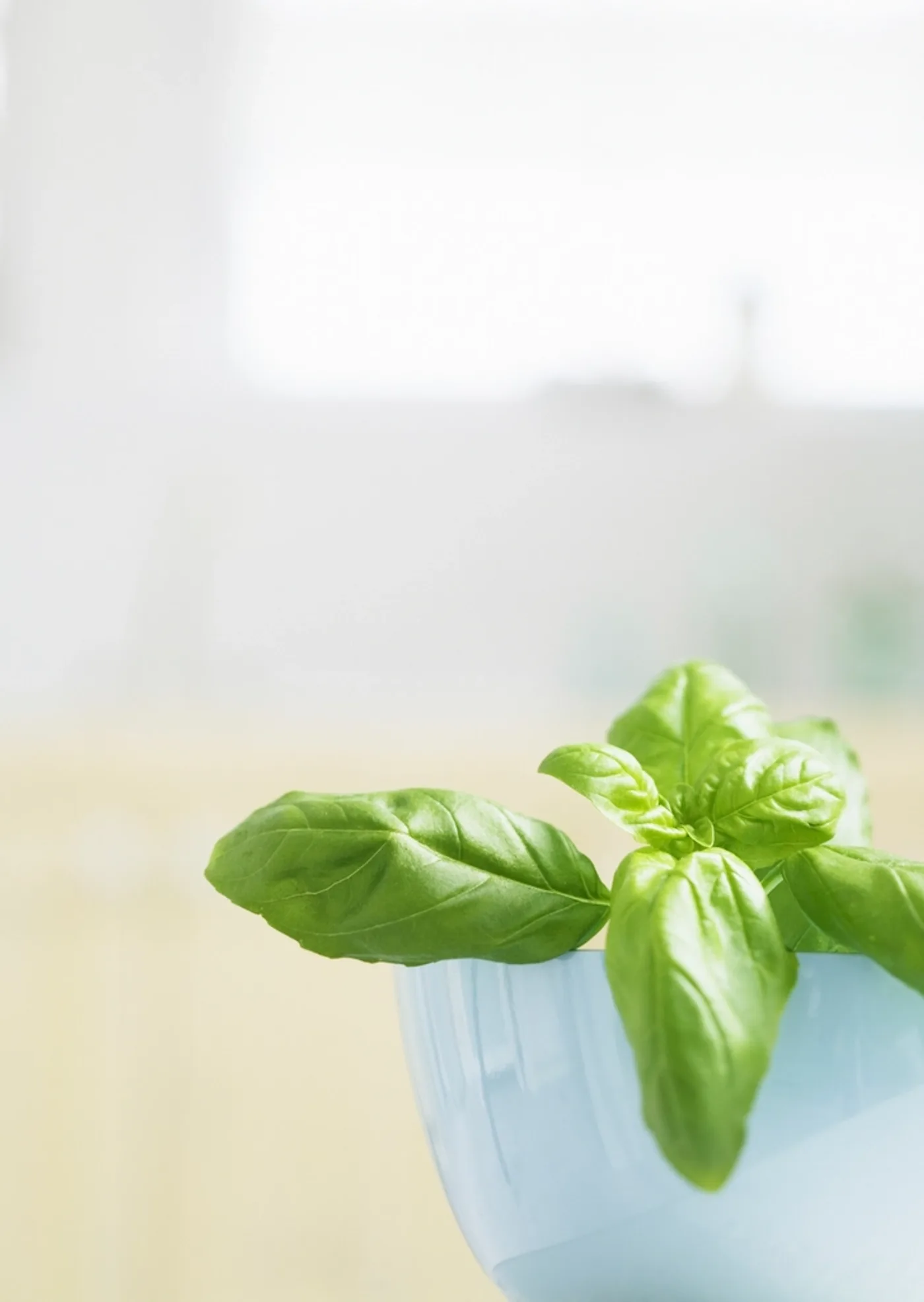 Sweet Basil Plant in Ceramic Pot