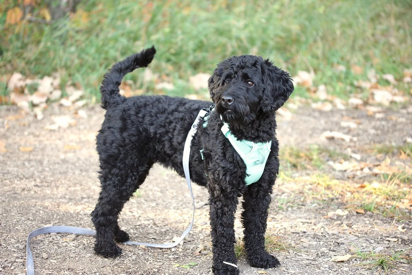 Air-Mesh Padded Harness