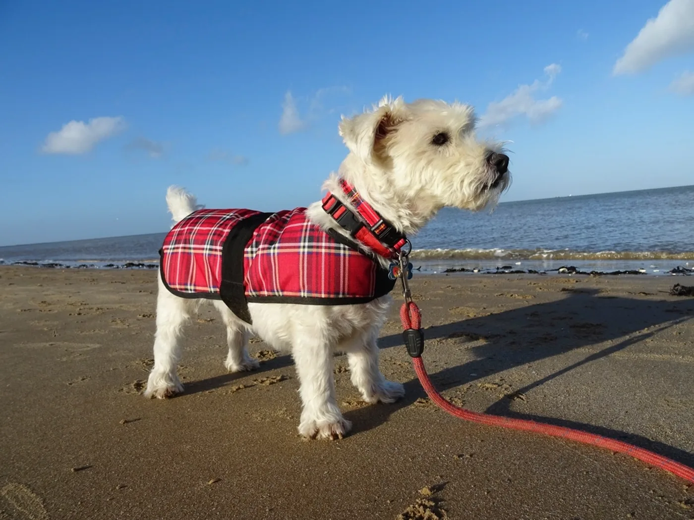 Checked Quilted Dog Coat