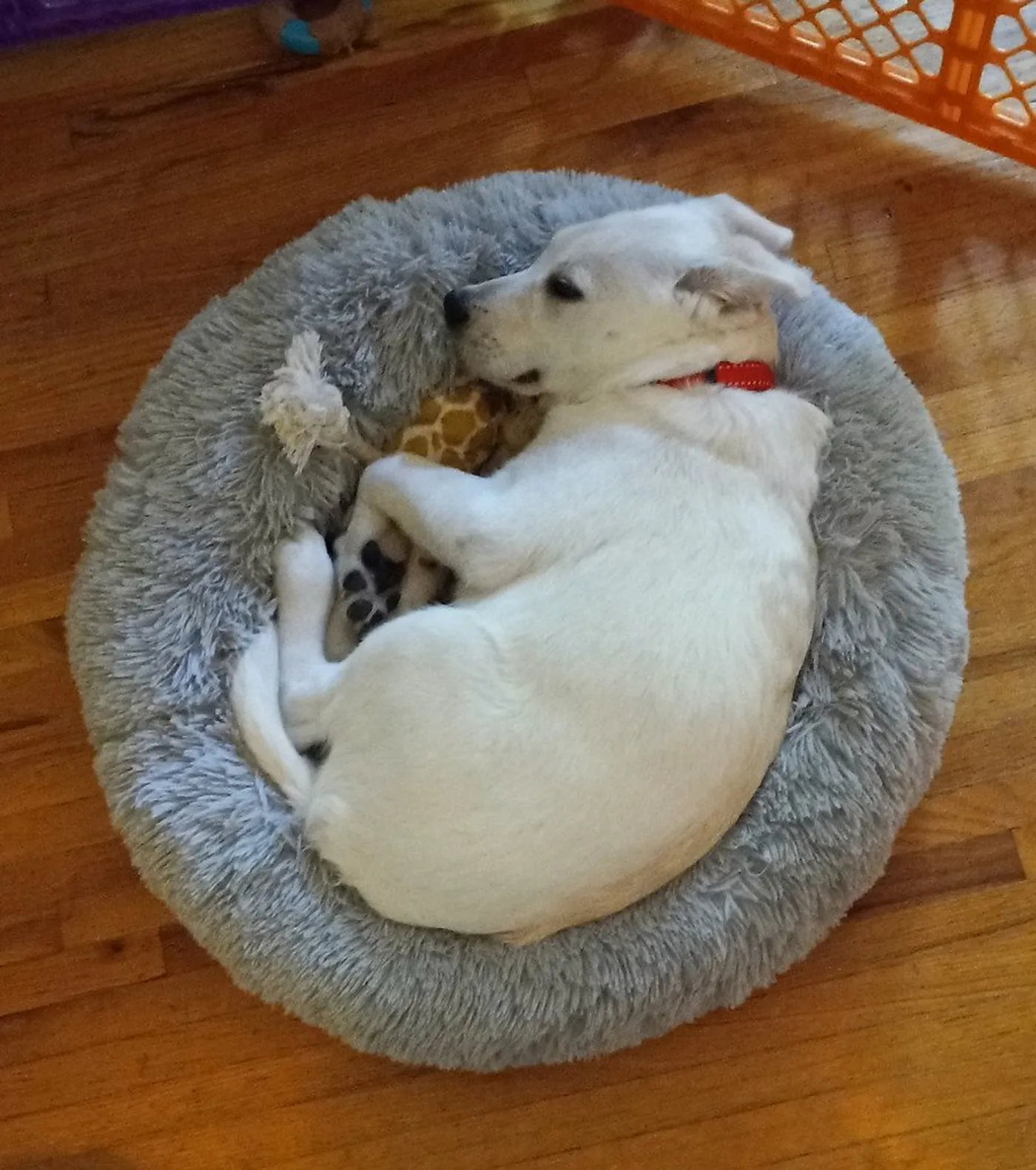 Cloud Donut Calming Bed