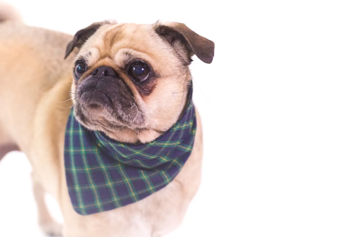Cotton Print Dog Bandana, another view