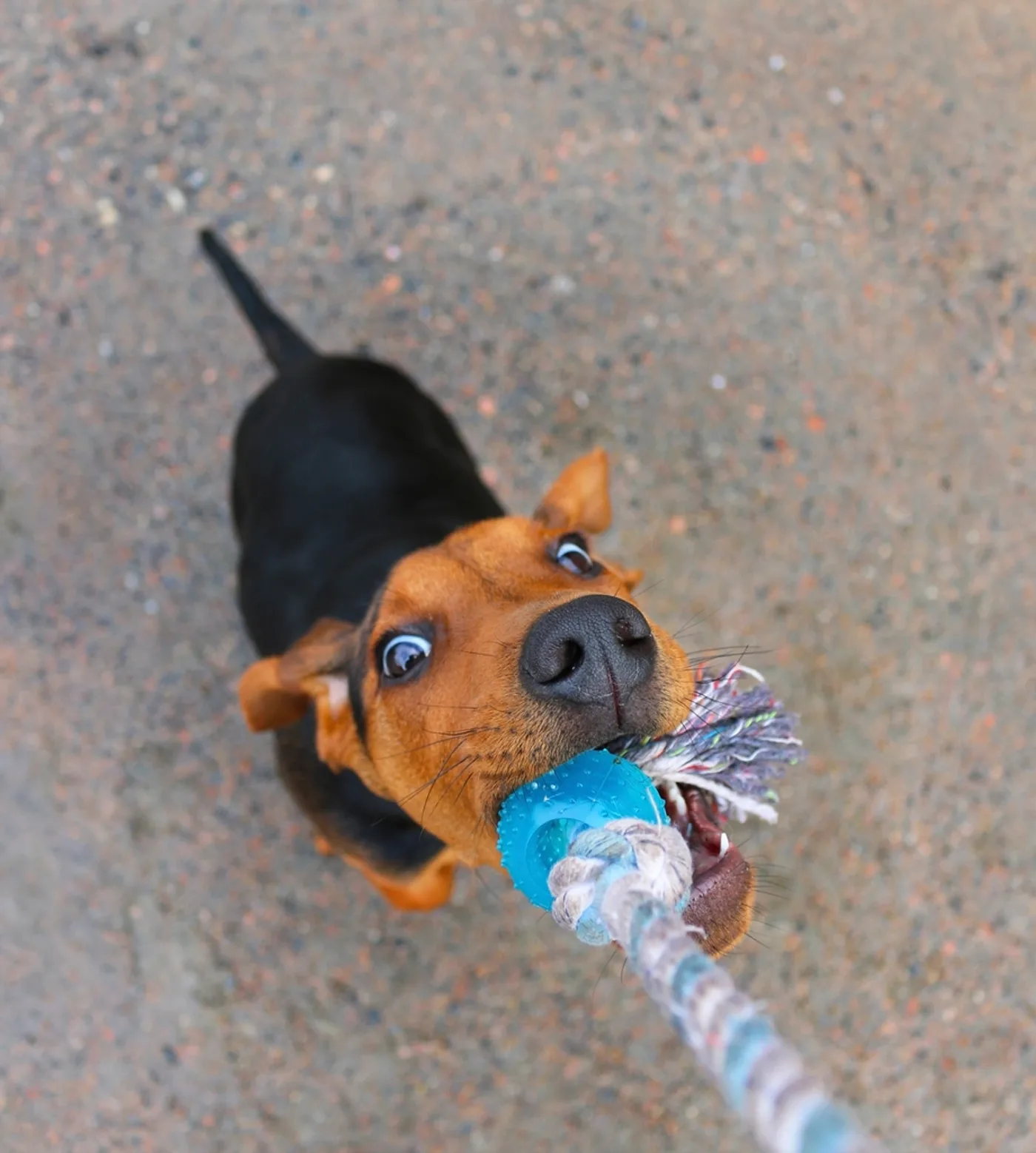 Cotton Rope Tug Toy