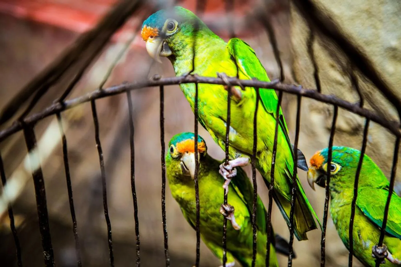 Dome-Top Parrot Cage