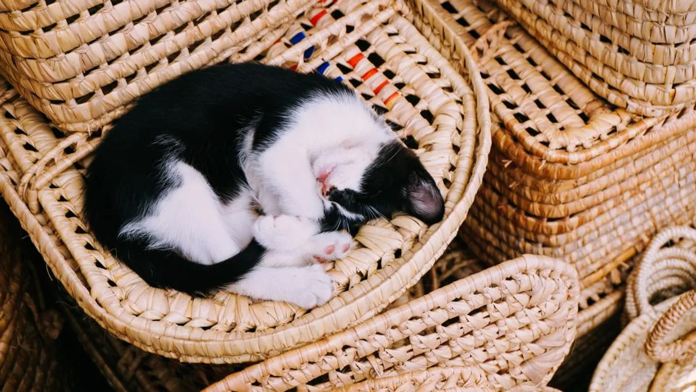 Handwoven Wicker Pet Basket