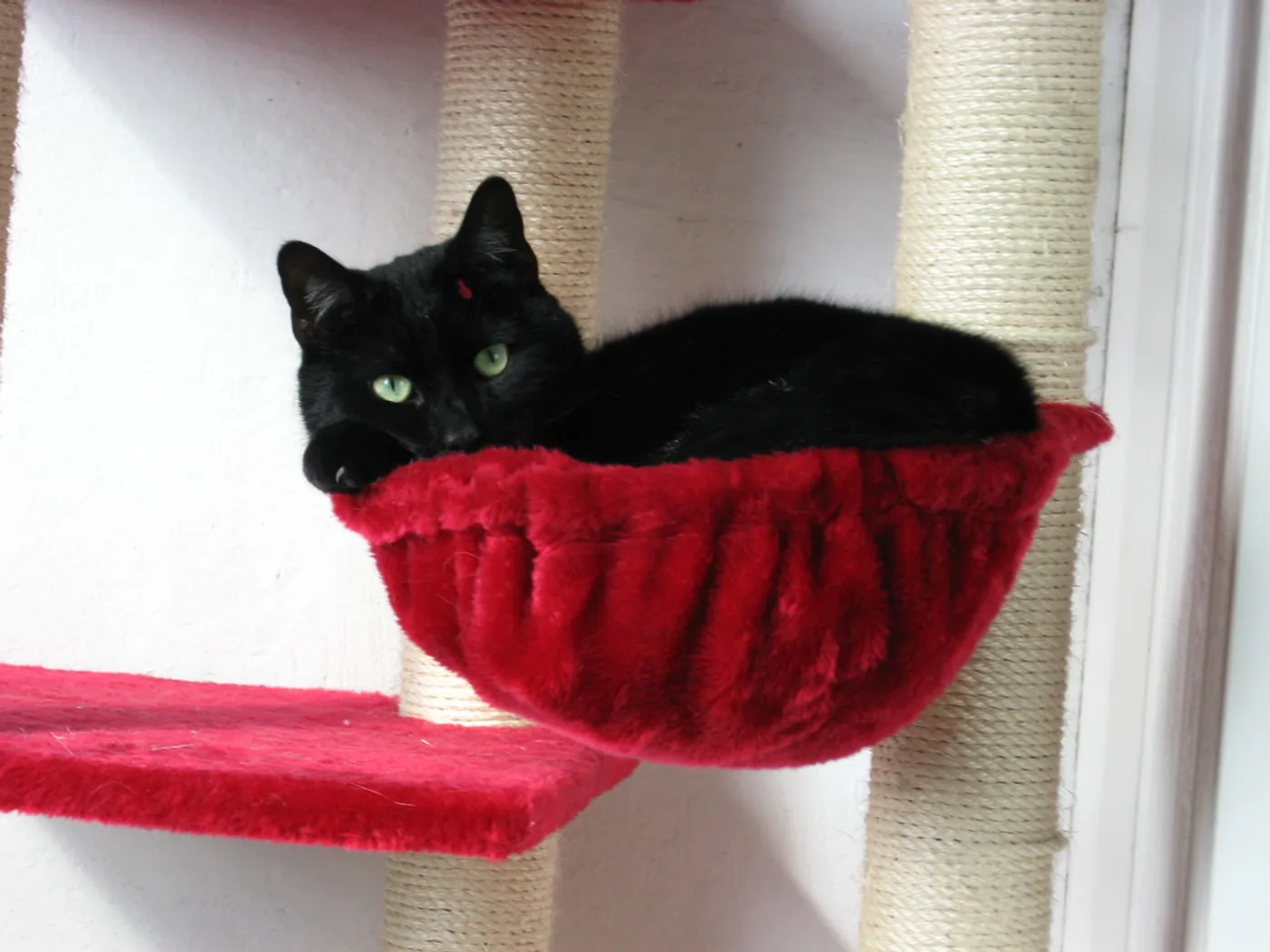 Hanging Cat Hammock Bed