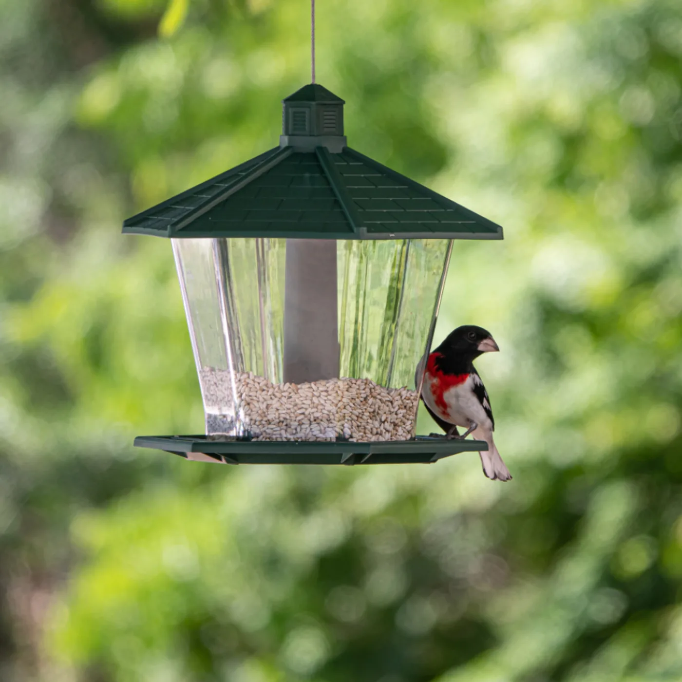 Hanging Garden Bird Feeder