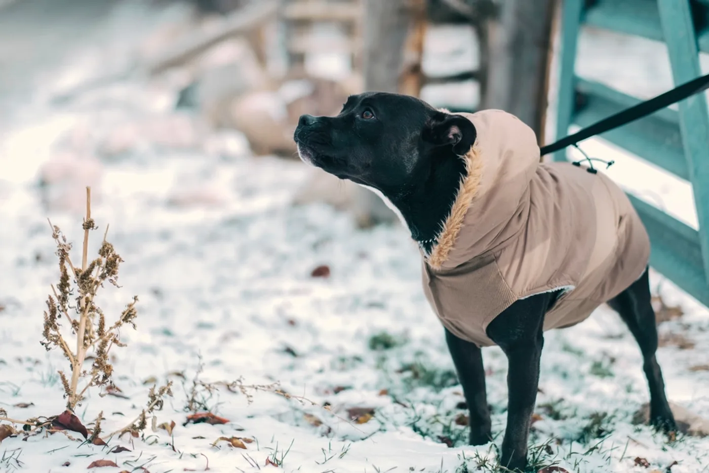 Hooded Padded Dog Jacket