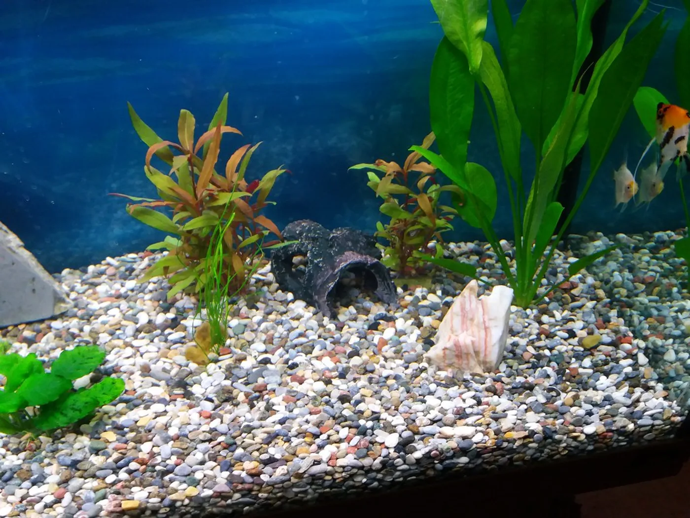 Planted Aquarium Starter Kit (40 L)