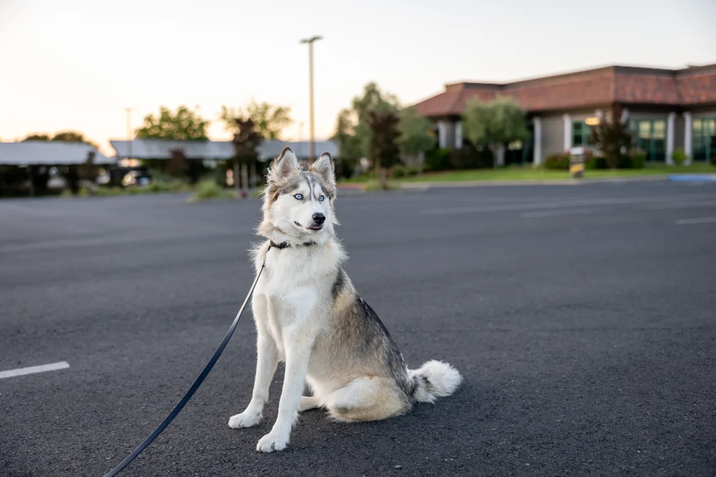Reflective Rope Leash (1.5 m)
