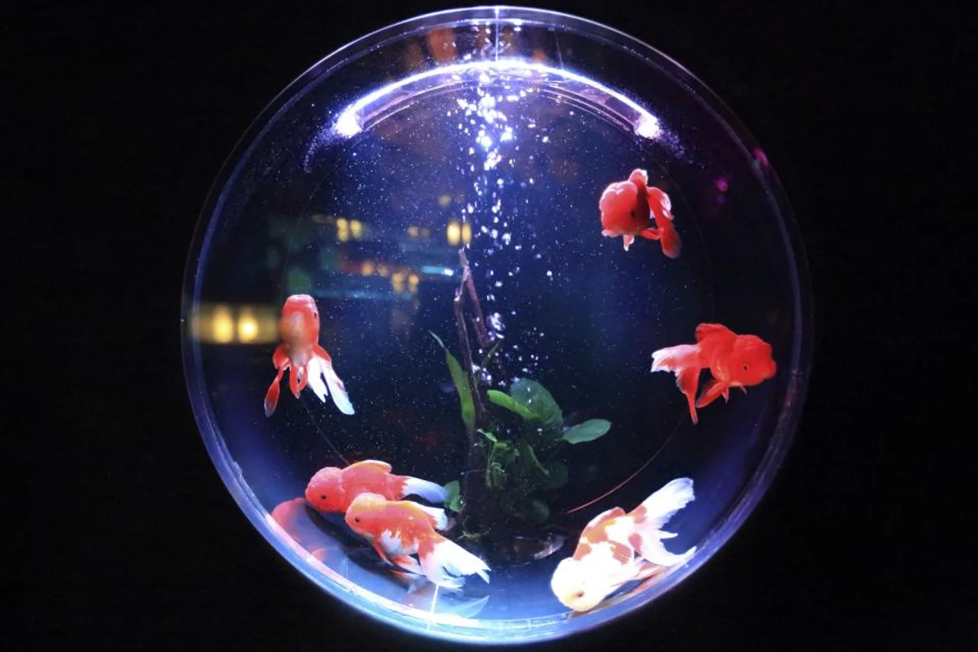 Round Glass Fish Bowl (8 L)