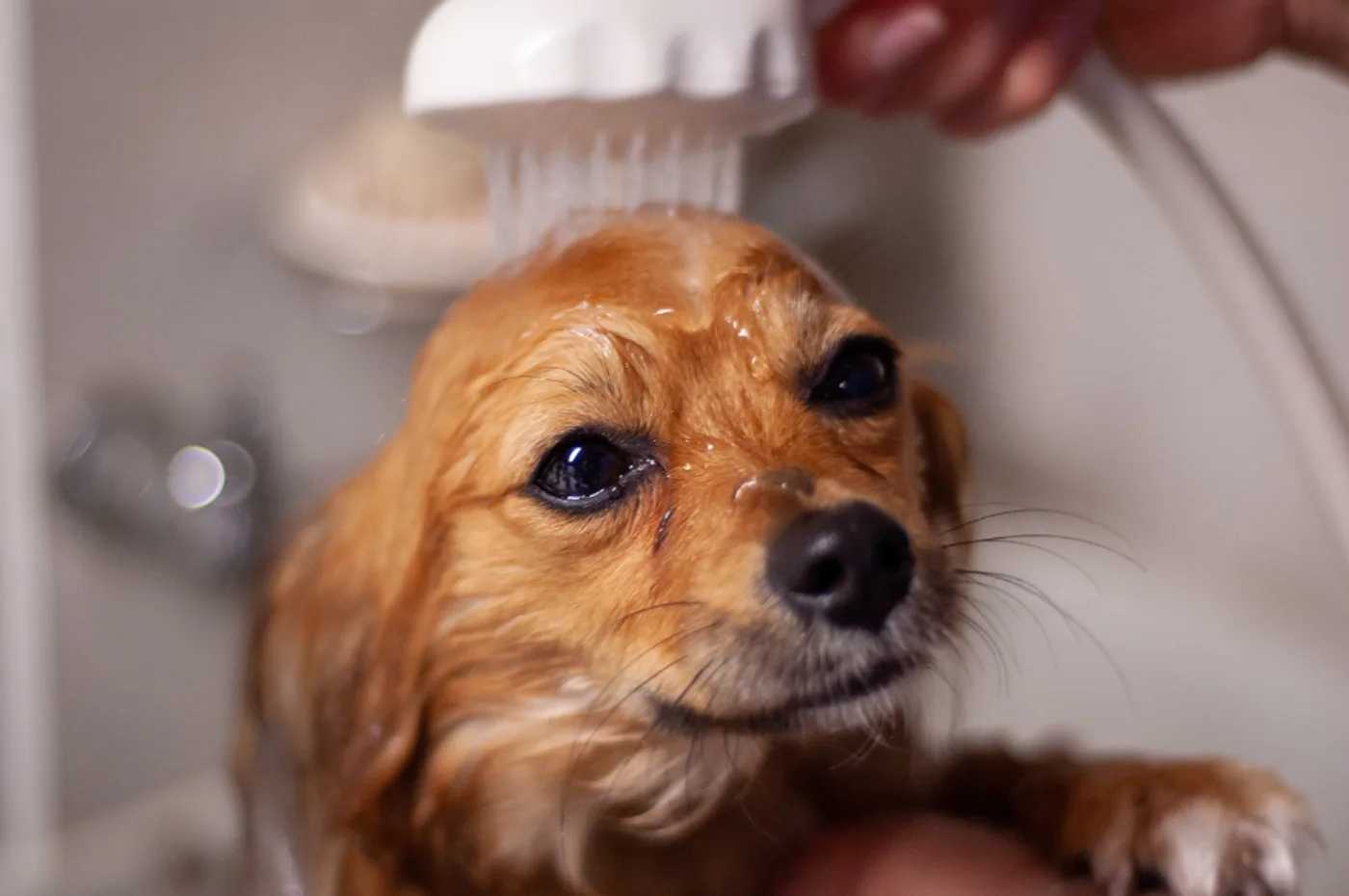 Soft-Bristle Bath & Grooming Brush