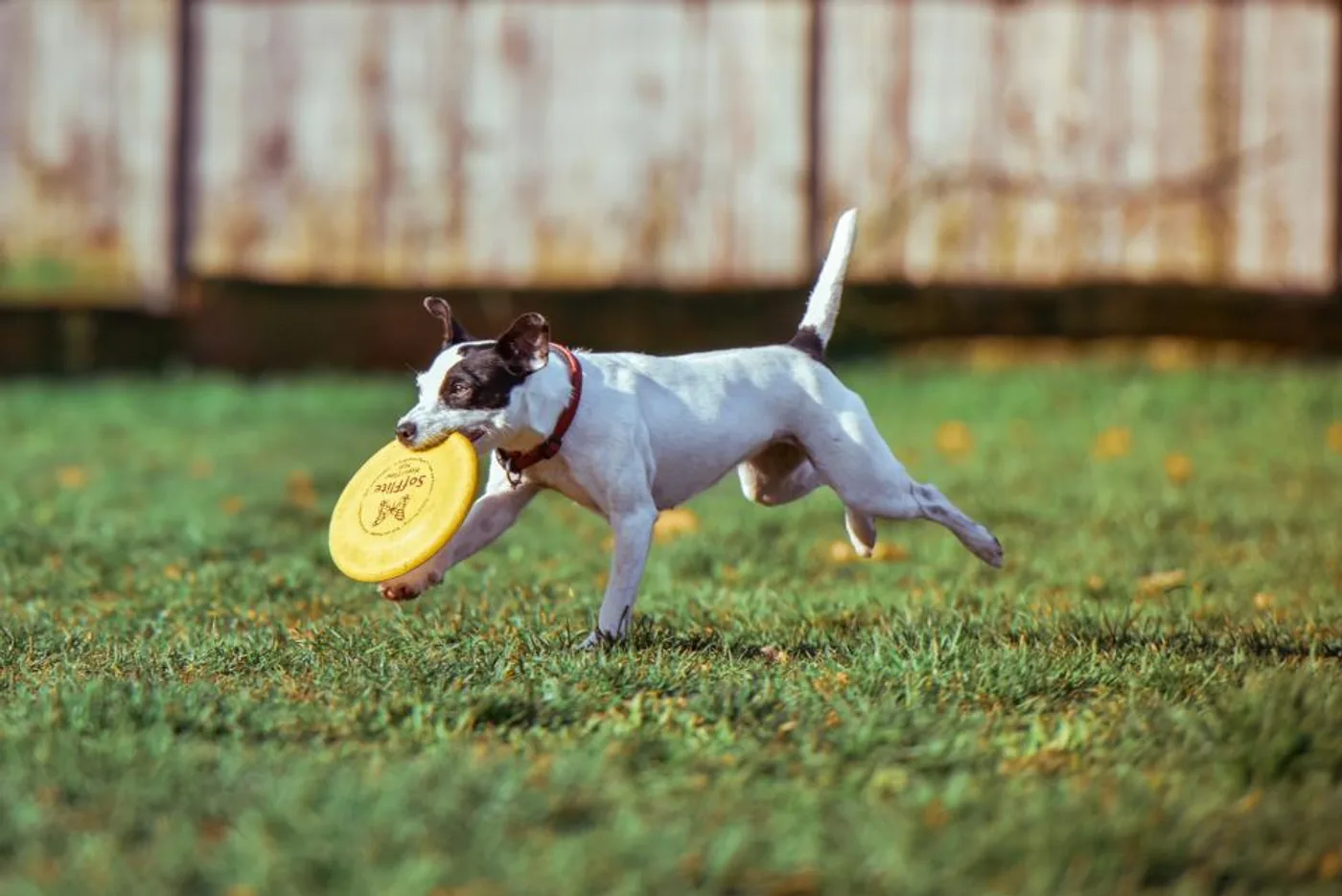 Soft Fetch Flyer Disc